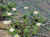 Flowers growing around the rocks.JPG (100149 bytes)