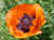 Poppie.JPG (98830 bytes)