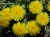 Wild flower growing in the woods.JPG (106973 bytes)