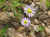 Wild flowers growing in the rocks.JPG (79585 bytes)