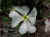 Wildflower.JPG (63094 bytes)